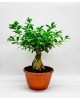 Ficus Gingseng - Bonsai Ağacı 45 cm